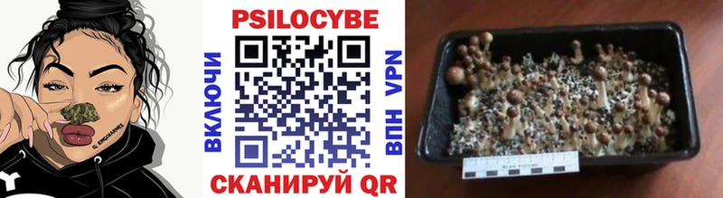 Галлюциногенные грибы Psilocybine cubensis  Воткинск 